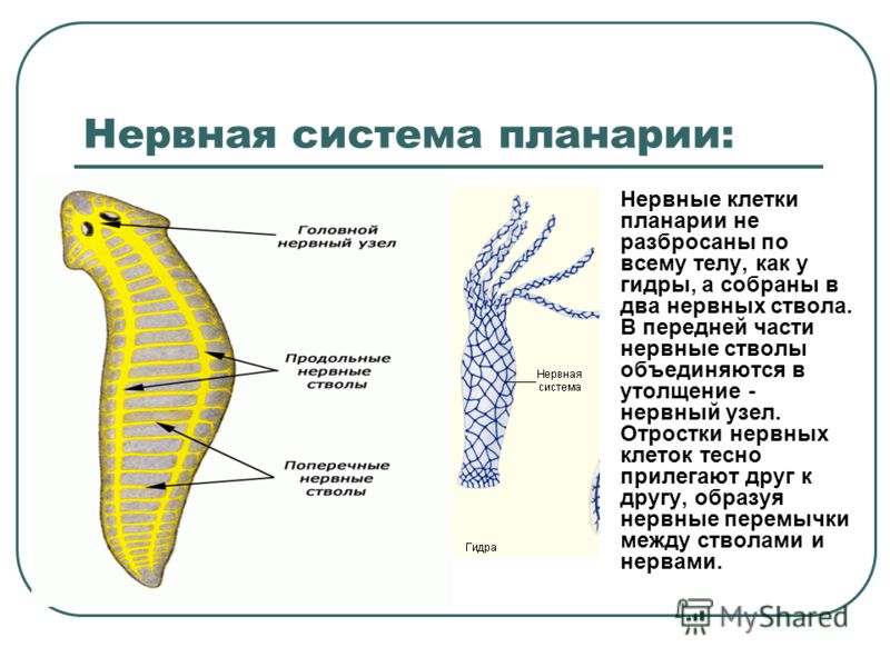 Kraken зеркало тор